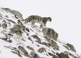 snow leopard